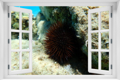 Fototapeta Naklejka Na Ścianę Okno 3D - Purple sea urchin, Rock sea urchin or Stony sea urchin (Paracentrotus lividus) undersea, Aegean Sea, Greece, Halkidiki