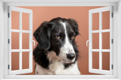 Fototapeta Naklejka Na Ścianę Okno 3D - perro border collie