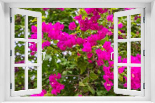 Fototapeta Naklejka Na Ścianę Okno 3D - Beautiful Bougainvillea flowers and bougainvillea plant tree in summer lush foliage rainy season (Bougainvillea glabra Choisy). flowers are pink and purple. A wallpaper texture pattern background.