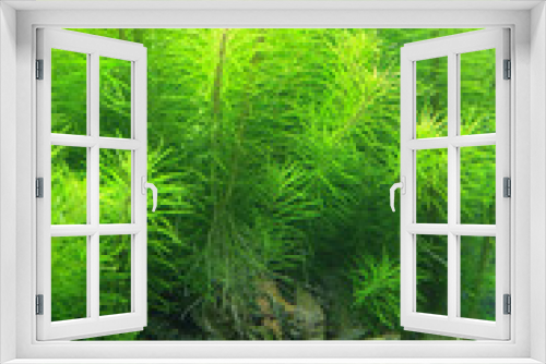 Fototapeta Naklejka Na Ścianę Okno 3D - blurred green background, algae behind glass in the aquarium