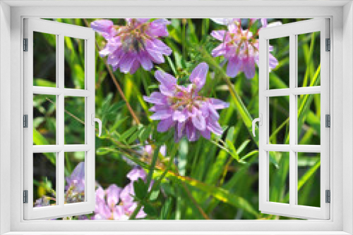 Fototapeta Naklejka Na Ścianę Okno 3D - In nature, Securigera varia grows in herbs