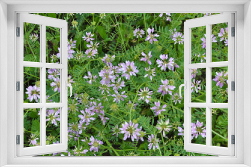 Fototapeta Naklejka Na Ścianę Okno 3D - In nature, Securigera varia grows in herbs