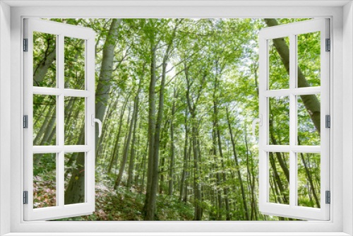 Fototapeta Naklejka Na Ścianę Okno 3D - Beech forest