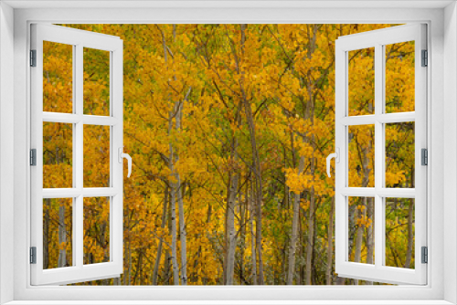 Fototapeta Naklejka Na Ścianę Okno 3D - autumn trees in the forest