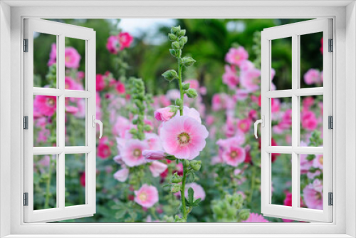 Fototapeta Naklejka Na Ścianę Okno 3D - A Lush of Pink Hollyhocks