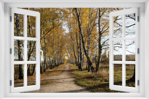 Fototapeta Naklejka Na Ścianę Okno 3D - Autumn birch forests