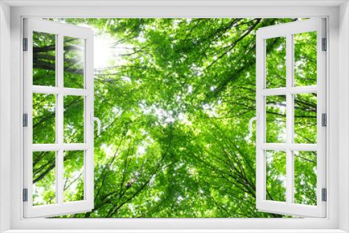 Fototapeta Naklejka Na Ścianę Okno 3D - Trees