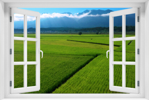 Fototapeta Naklejka Na Ścianę Okno 3D - Aerial view rice fields in harvesting season at morning