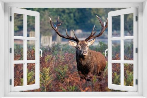 Fototapeta Naklejka Na Ścianę Okno 3D - Majestic deer standing in a natural outdoor environment