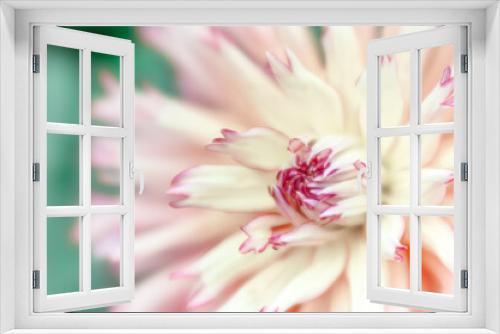 Fototapeta Naklejka Na Ścianę Okno 3D - Close-up of Vibrant Pink Dahlia Flower with Delicate Pastel Petals. Ideal for Nature-Themed Projects and Design.