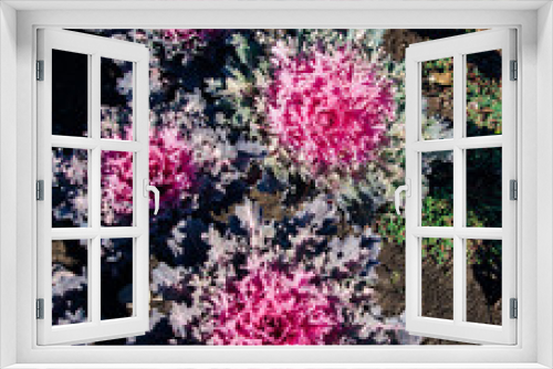 Fototapeta Naklejka Na Ścianę Okno 3D - Brassica oleracea or acephala. Flowering decorative purple-pink cabbage plant close-up. Natural vivid background.Garden or vegetable garden decoration. Flowerbed of the city park.