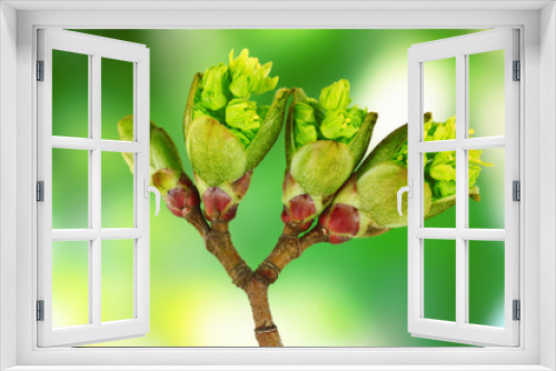 Fototapeta Naklejka Na Ścianę Okno 3D - Blossoming buds on tree on bright background