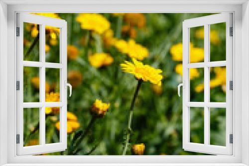 Fototapeta Naklejka Na Ścianę Okno 3D - Arnica foliosa in garden. Yellow flowers Arnica foliosa. Medicinal plants in the garden