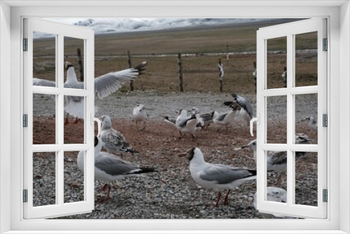 Fototapeta Naklejka Na Ścianę Okno 3D - Closeup shot of a flock of seagulls standing next to each other in the wild