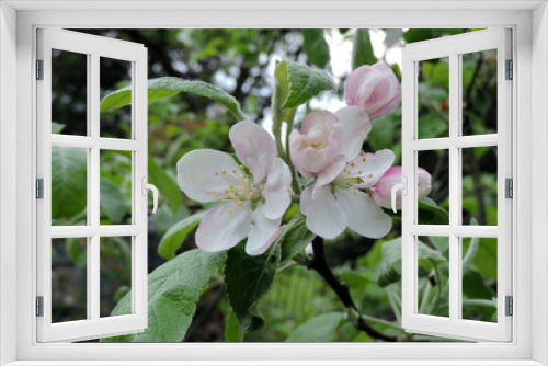 Fototapeta Naklejka Na Ścianę Okno 3D - White and pinkish flowers and buds of a apple tree 