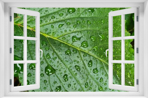 Fototapeta Naklejka Na Ścianę Okno 3D - Vivid green leaf of Virginia creeper (Parthenocissus quinquefolia) sprinkled with rain. Detail.