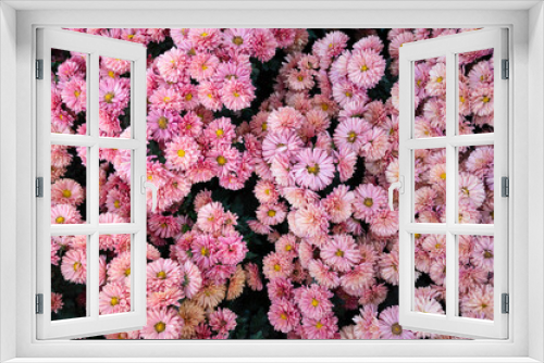 Fototapeta Naklejka Na Ścianę Okno 3D - Beautiful pink blooming chrysanthemums in the garden