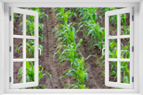Fototapeta Naklejka Na Ścianę Okno 3D - Young corn field, corn plots