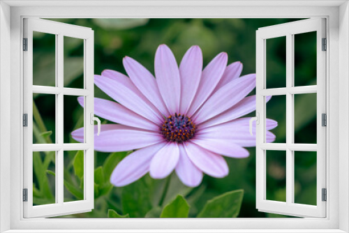 Fototapeta Naklejka Na Ścianę Okno 3D - This fascinating and clear beauty belongs to a type of marguerite flower. Could be Cape marguerite, (osteospermum ecklonis?). Its leaves reveal the energy of life.