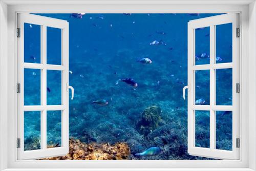 Fototapeta Naklejka Na Ścianę Okno 3D - 沖縄県慶良間諸島阿嘉島の珊瑚礁