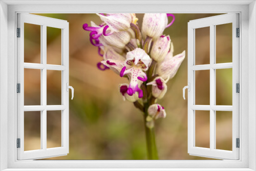 Fototapeta Naklejka Na Ścianę Okno 3D - Wild flower Monkey Orchid (Orchis simia) in natural habitat