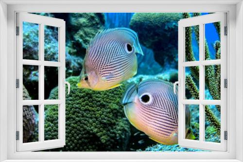 Fototapeta Naklejka Na Ścianę Okno 3D - foureye butterflyfish,Chaetodon capistratus