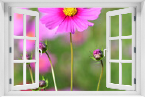 Fototapeta Naklejka Na Ścianę Okno 3D - 秋の野原に咲くピンクのコスモスの花