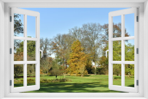 Fototapeta Naklejka Na Ścianę Okno 3D - L'arbre à feuillage brun-doré, à l'une des grandes pelouses de l'arboretum de Wespelaar, près de Louvain 