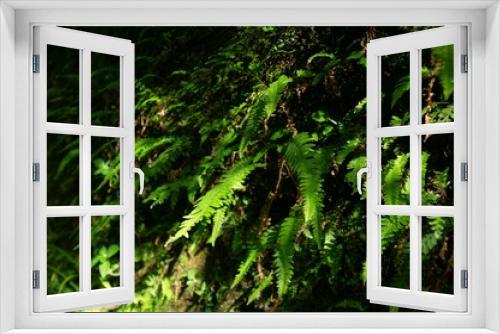 Fototapeta Naklejka Na Ścianę Okno 3D - Closeup of lush fern foliage in the forest.