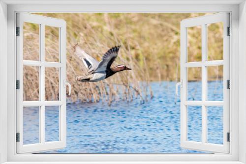 Fototapeta Naklejka Na Ścianę Okno 3D - country goose in flight