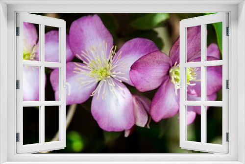 Fototapeta Naklejka Na Ścianę Okno 3D - Closeup shot of Clematis flowers