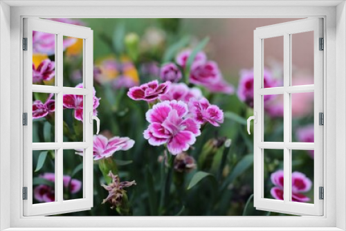 Fototapeta Naklejka Na Ścianę Okno 3D - Beautiful view of Carnation in the garden