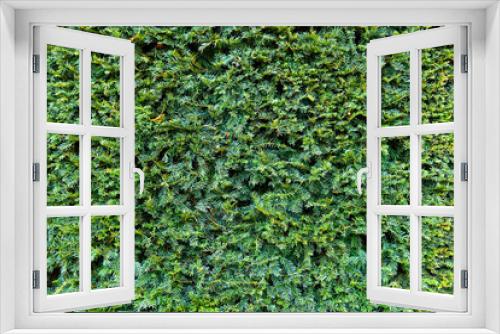 Fototapeta Naklejka Na Ścianę Okno 3D - Texture green, Wall, green, leaves, plant, background green, Texture , Christmas