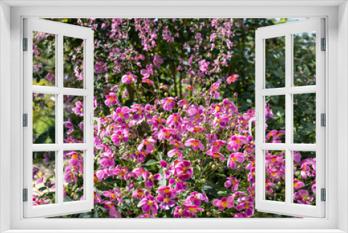 Fototapeta Naklejka Na Ścianę Okno 3D - Beautiful anemone hupehensis and bush clover flowers blooming in the garden.