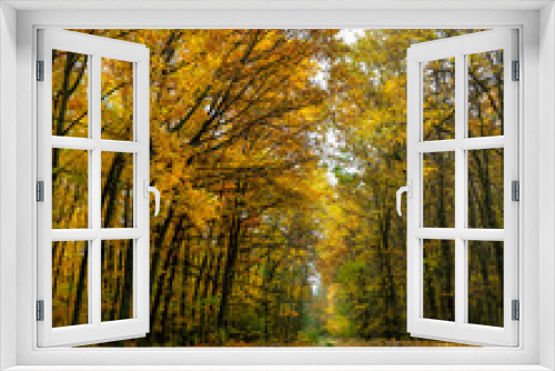Fototapeta Naklejka Na Ścianę Okno 3D - Yellow colors on forest in Poltava region. Autumn Ukrainian landscape.
