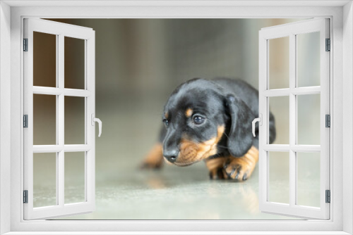 Fototapeta Naklejka Na Ścianę Okno 3D - A very small young black dachshund puppy