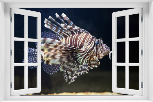 Fototapeta Naklejka Na Ścianę Okno 3D - Red lionfish, on a uniform dark background