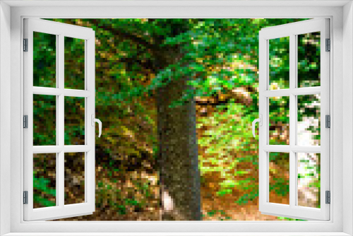 Fototapeta Naklejka Na Ścianę Okno 3D - Tree in wild forest