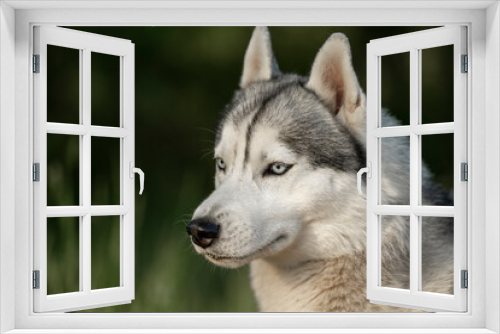 Fototapeta Naklejka Na Ścianę Okno 3D - Close-up of calm husky dog's face with blue eyes with white and black furry coat. Beautiful Siberian Husky dog with blue eyes in the forest. 