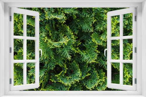 Fototapeta Naklejka Na Ścianę Okno 3D - Green leaves of thuja, close-up background photo