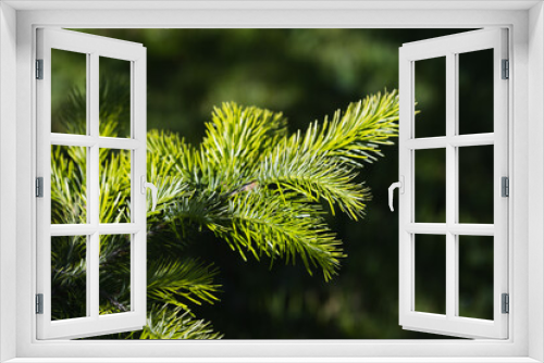 Fototapeta Naklejka Na Ścianę Okno 3D - Green spruce branch with fresh shoots over blurred forest background. Close-up