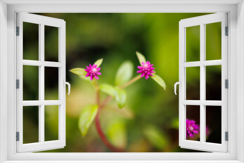 Fototapeta Naklejka Na Ścianę Okno 3D - Pink macro flowers, Galapagos