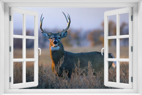 Fototapeta Naklejka Na Ścianę Okno 3D - Sunset Buck