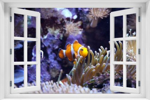 Fototapeta Naklejka Na Ścianę Okno 3D - Fisch