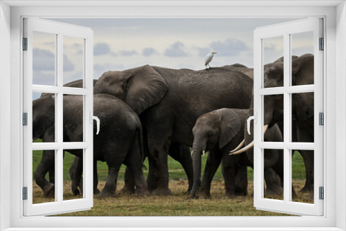 Fototapeta Naklejka Na Ścianę Okno 3D - elephants herd in the savannah
