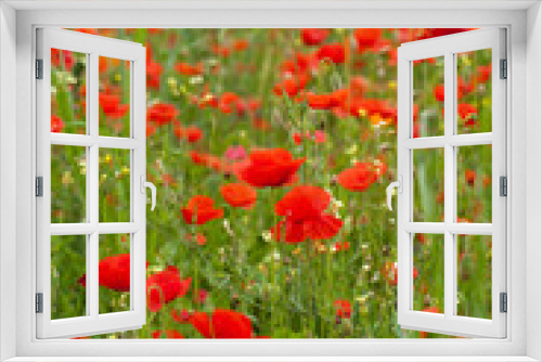 Fototapeta Naklejka Na Ścianę Okno 3D - the picturesque landscape with red poppies among the meadow
