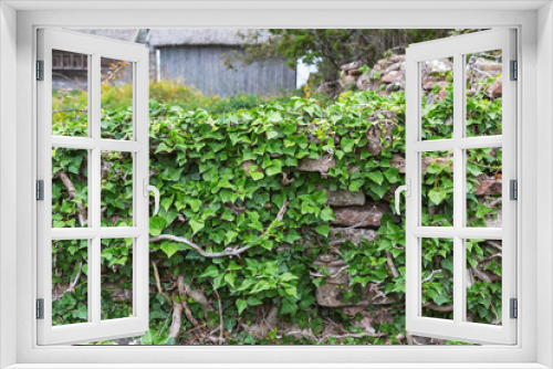 Fototapeta Naklejka Na Ścianę Okno 3D - Common Ivy