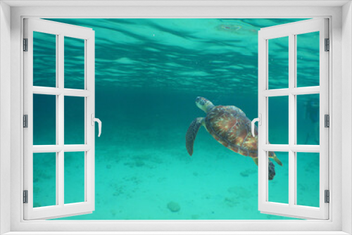 Fototapeta Naklejka Na Ścianę Okno 3D - sea turtle swimming in the crystal clear waters on a reef in the Caribbean Sea