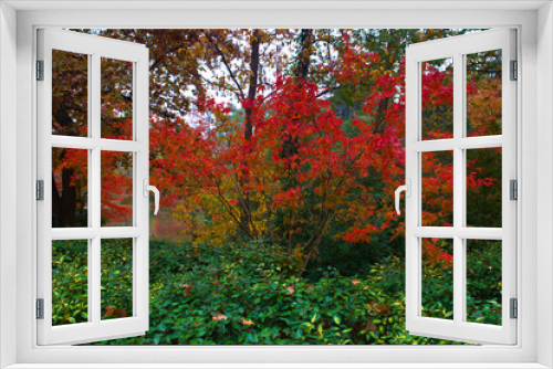 Fototapeta Naklejka Na Ścianę Okno 3D - aleja, jesień, upadek, park, krajobraz, natura, środowisko, drewno, scena, na zewnątrz, pora roku, sceneria, liść, światło, drzewo, kolor, naturalny, listowie,