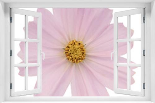 Fototapeta Naklejka Na Ścianę Okno 3D - Cosmea is a delicate pink flower isolated on a white background.